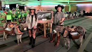 BEER DONKEYS